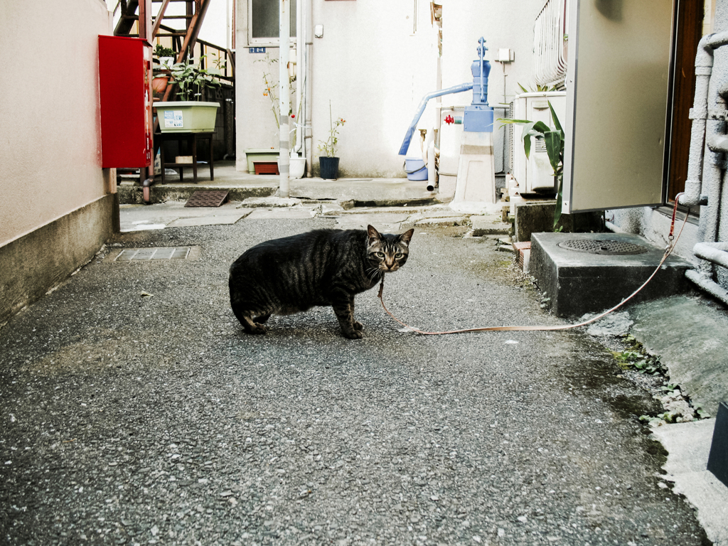 猫撮り散歩2008
