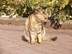 猫撮り散歩192