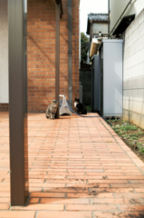 猫撮り散歩414