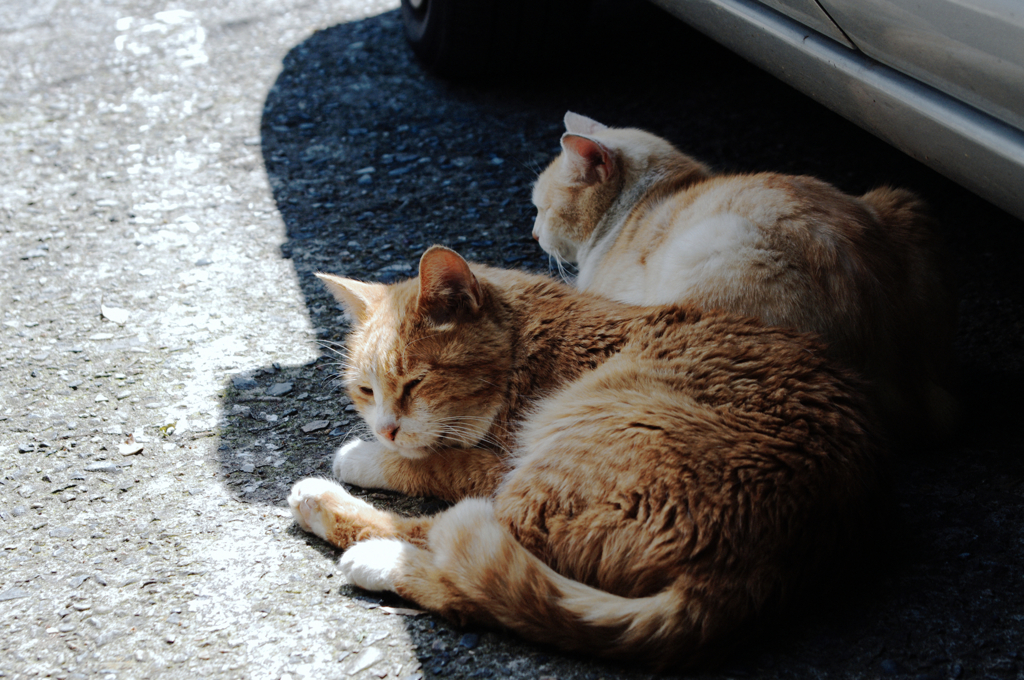 猫撮り散歩466
