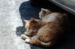 猫撮り散歩466