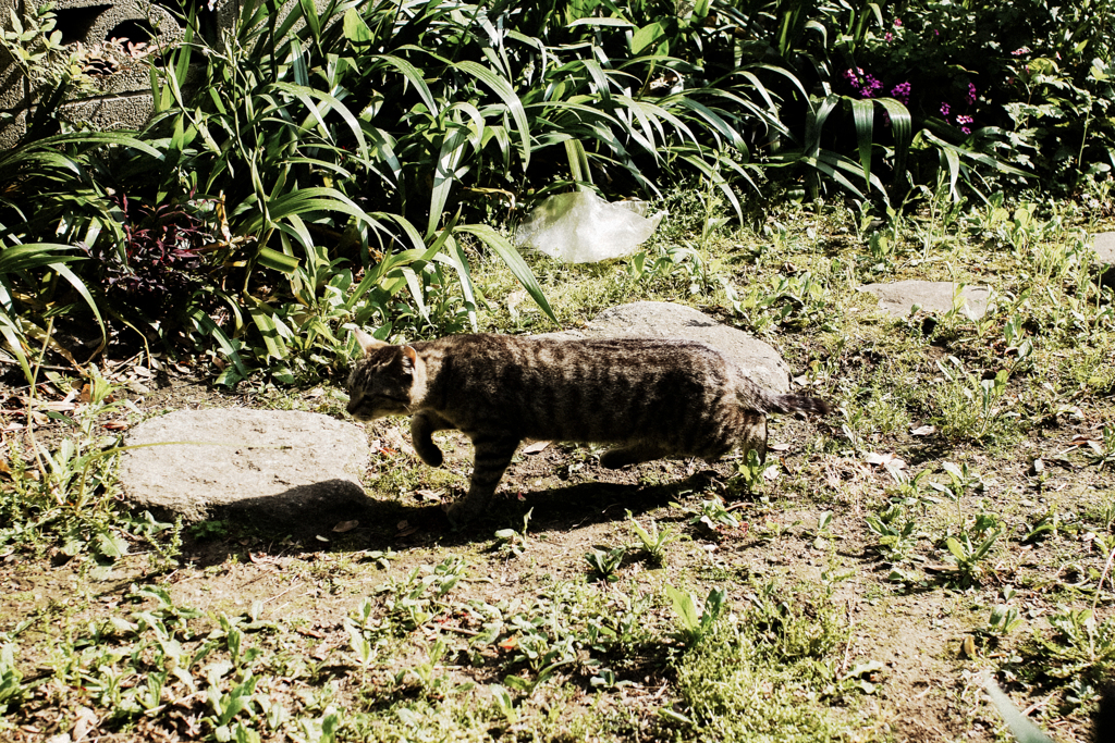猫撮り散歩2334