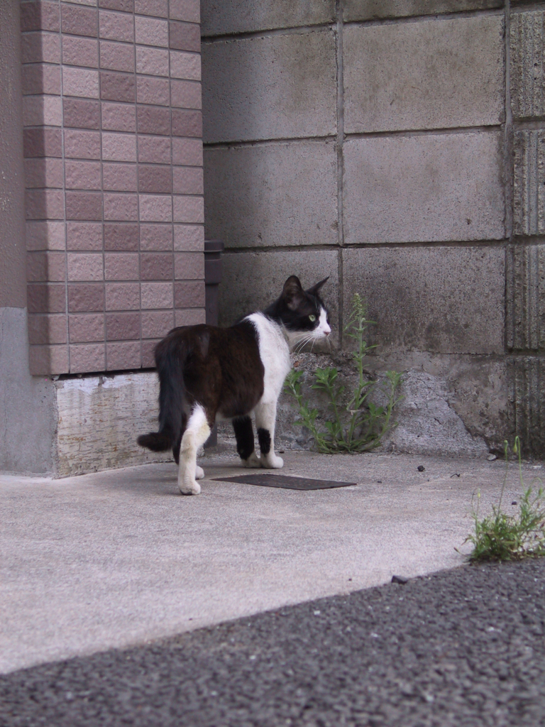 猫撮り散歩123