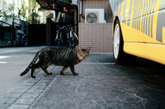 猫撮り散歩804