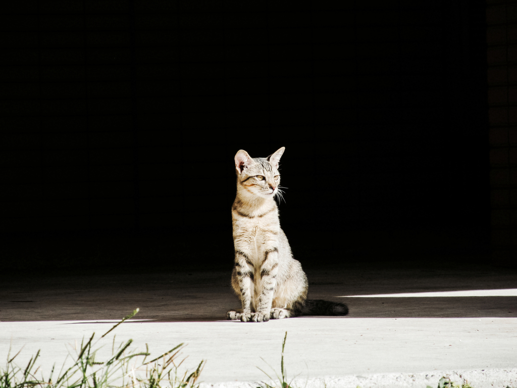 猫撮り散歩1105