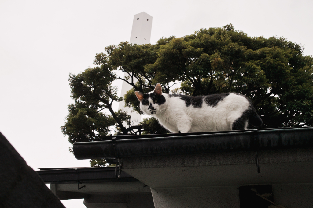 猫撮り散歩2055
