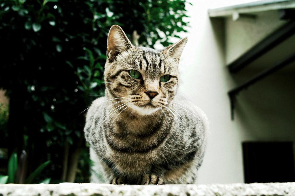 猫撮り散歩1108