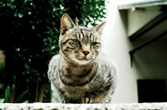 猫撮り散歩1108