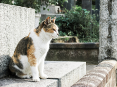 猫撮り散歩1911