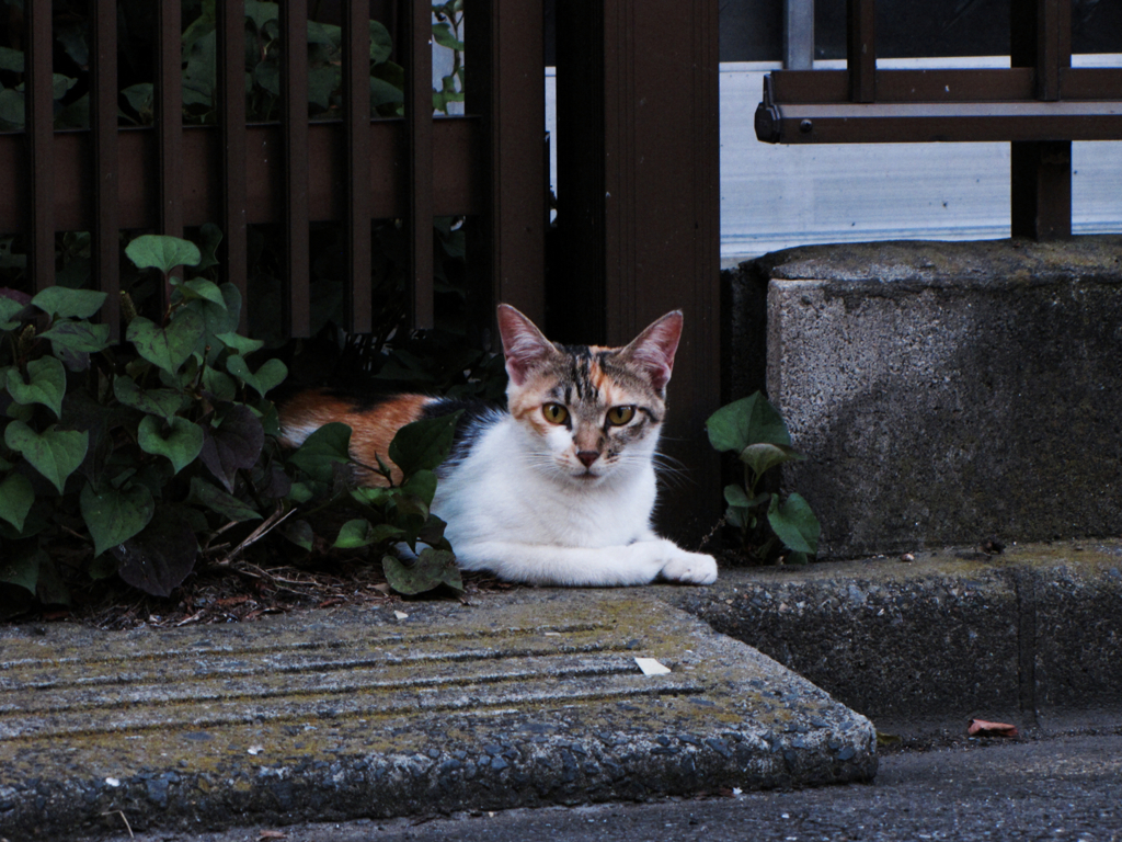猫撮り散歩294