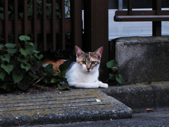 猫撮り散歩294