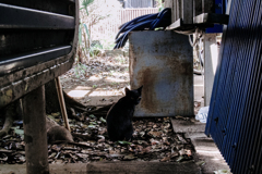 猫撮り散歩1872