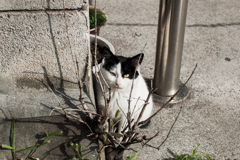 猫撮り散歩1878