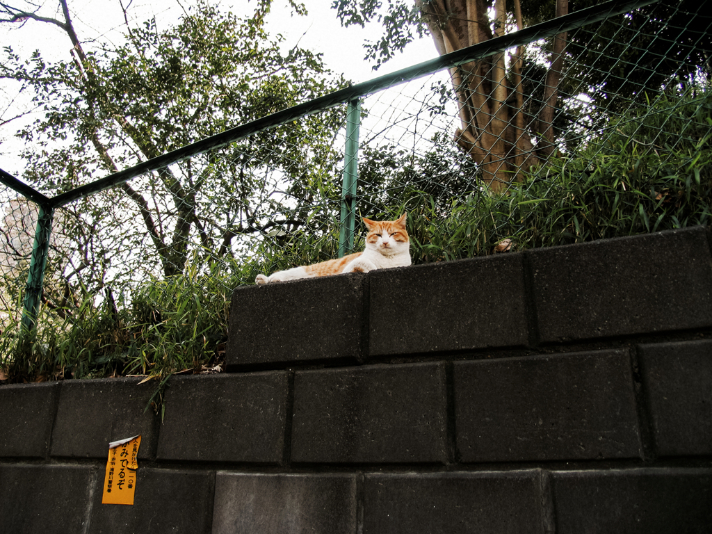 猫撮り散歩2331