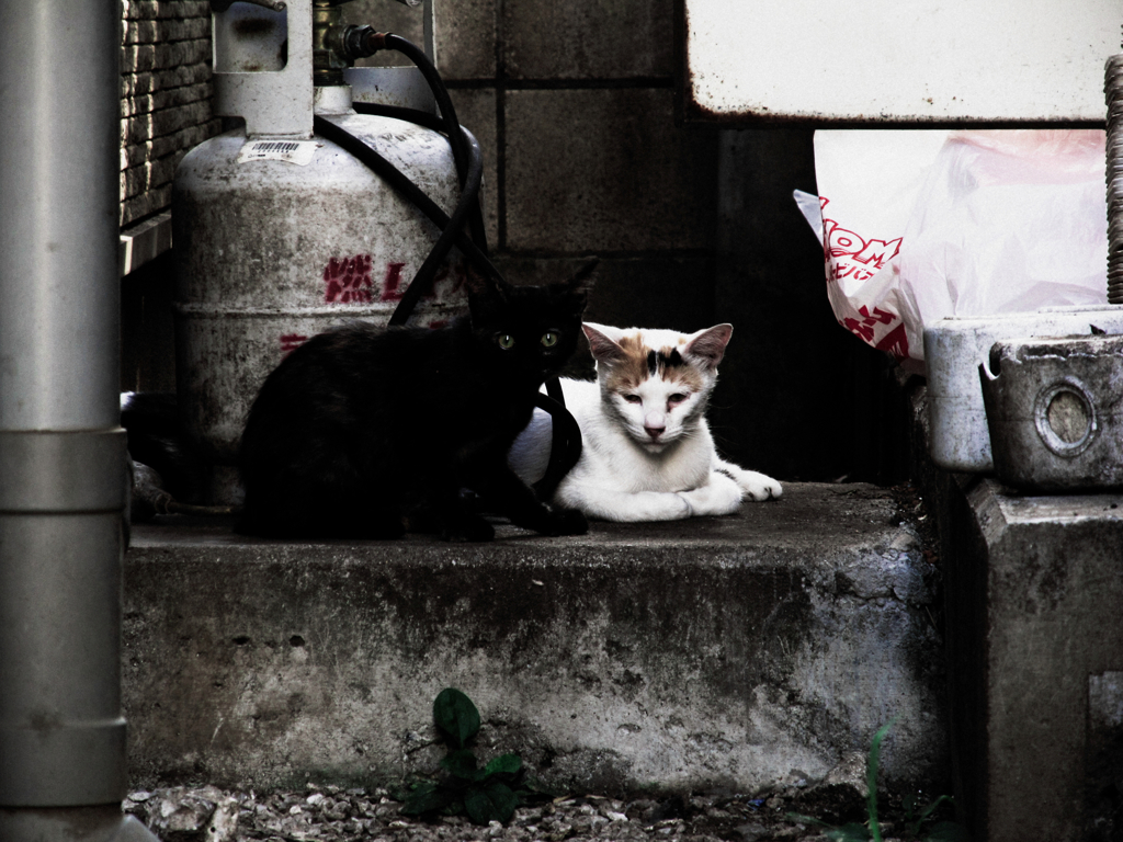 猫撮り散歩789