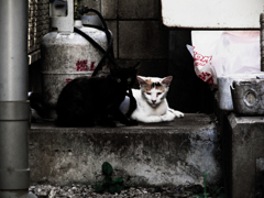 猫撮り散歩789