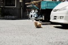 猫撮り散歩1424