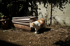 猫撮り散歩1012