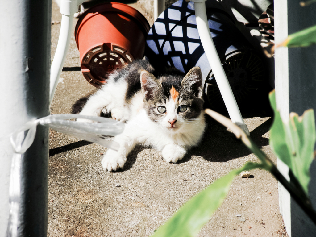 猫撮り散歩1061