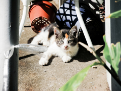 猫撮り散歩1061