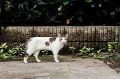 猫撮り散歩1071