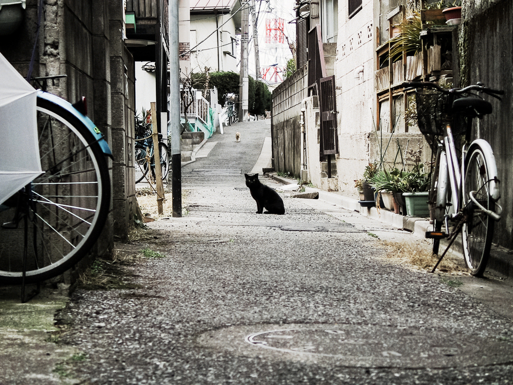 猫撮り散歩781