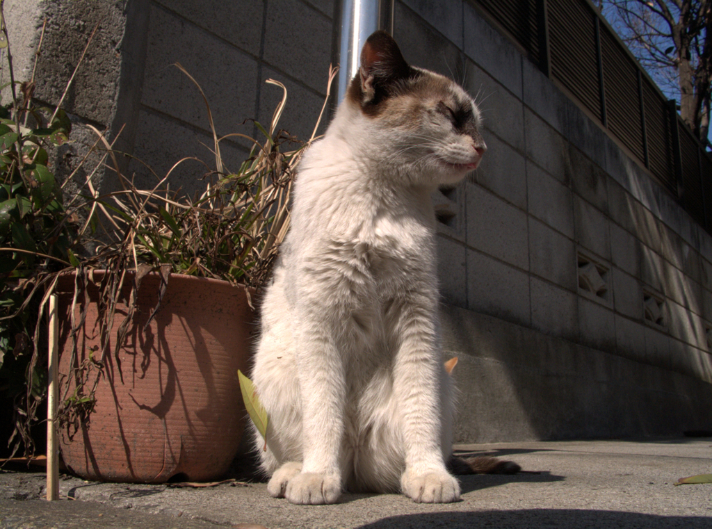 猫撮り散歩51
