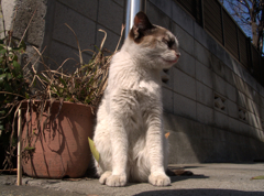 猫撮り散歩51