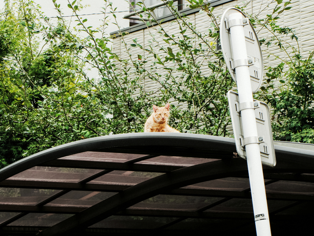 猫撮り散歩1902