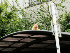 猫撮り散歩1902