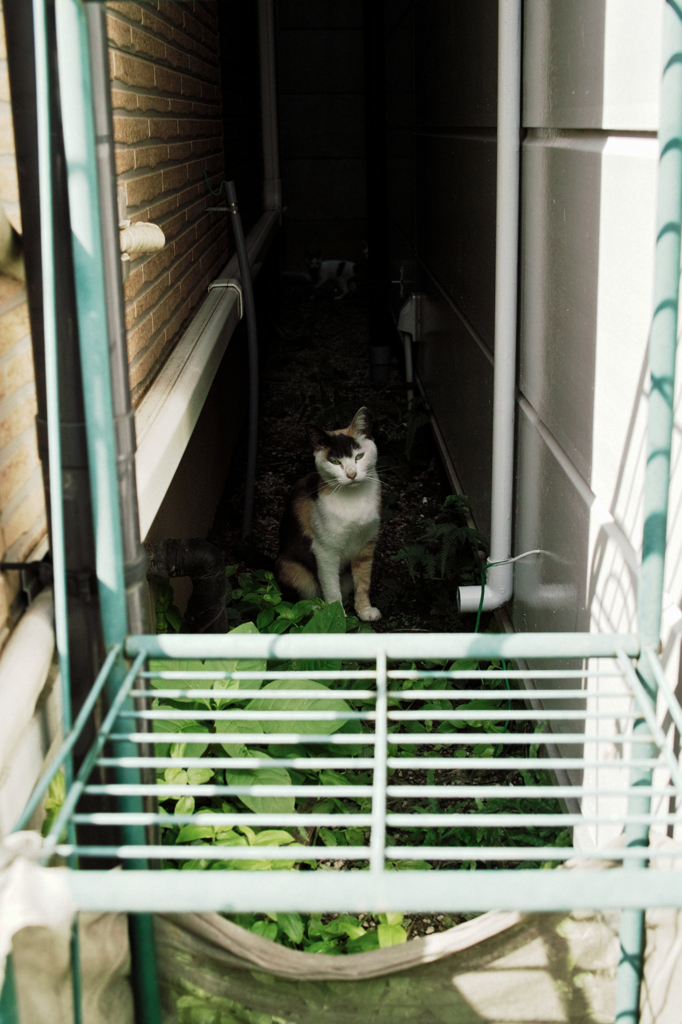 猫撮り散歩1084