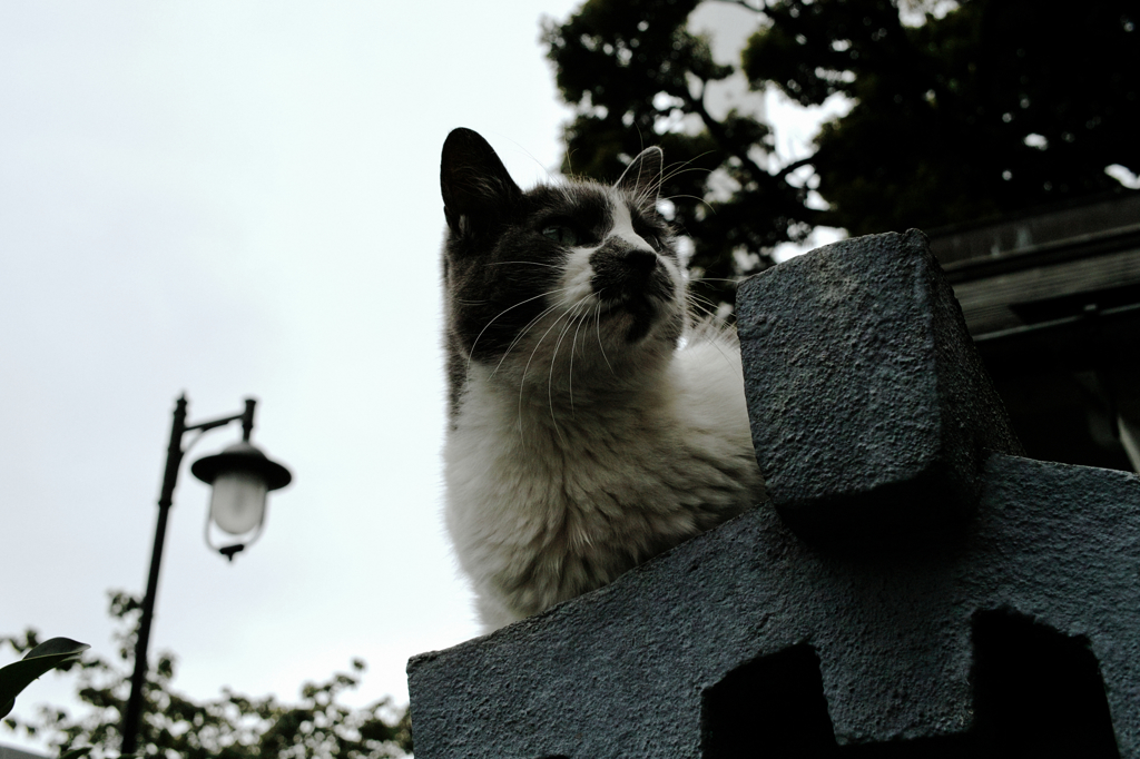 猫撮り散歩1038