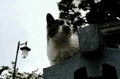 猫撮り散歩1038