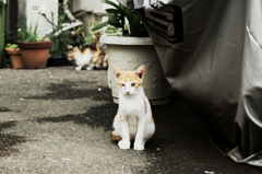 猫撮り散歩742