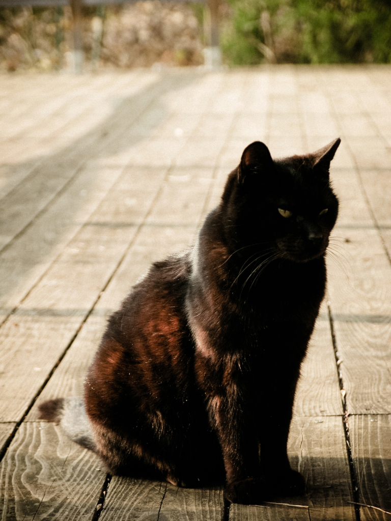 猫撮り散歩736