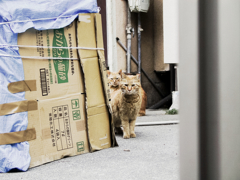 猫撮り散歩1412