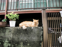 猫撮り散歩1907