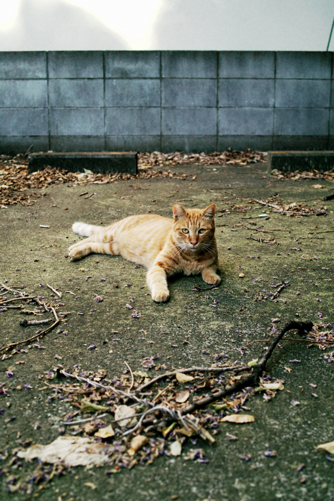 猫撮り散歩1475