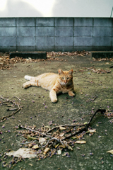猫撮り散歩1475