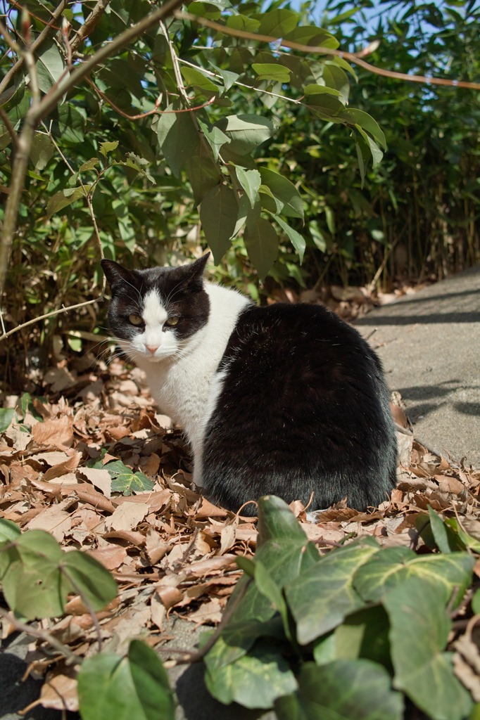 猫撮り散歩216