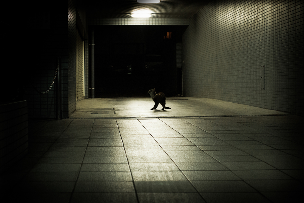 猫撮り散歩388