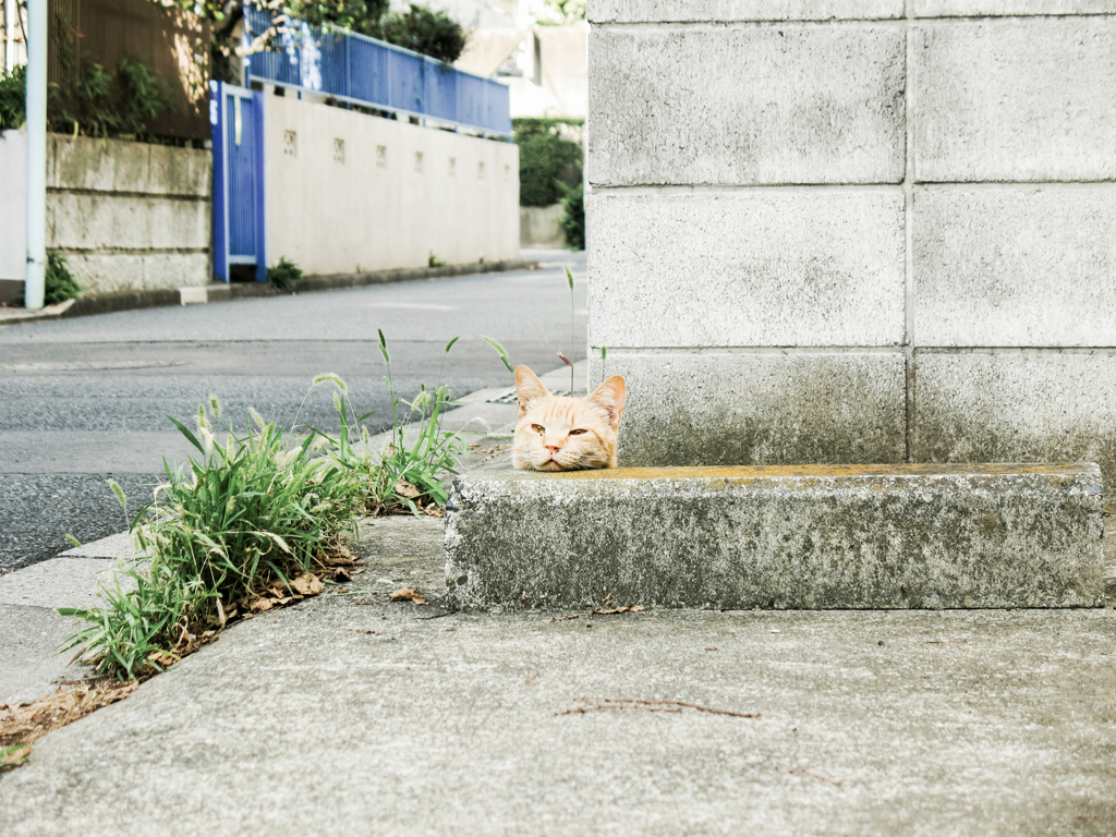 猫撮り散歩1991
