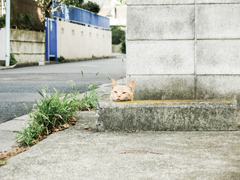 猫撮り散歩1991
