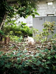 猫撮り散歩83