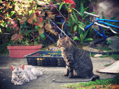 猫撮り散歩150