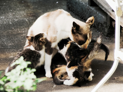 猫撮り散歩1386