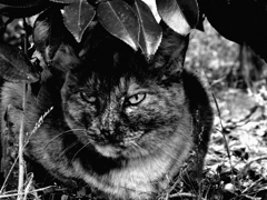 猫撮り散歩94