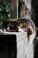 猫撮り散歩SZS-18 "Garden cats of One day"
