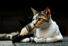 猫撮り散歩1350