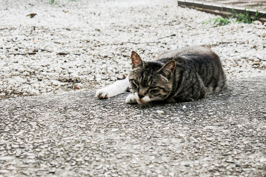 猫撮り散歩1742